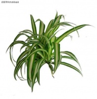 曹旭：金边兰（外两篇）