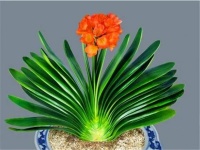 关于外公外婆广府人和客家人的叫法都是源于古汉语