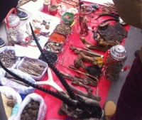 老虎是一级保护动物，为何地摊上500元就能买到“虎掌”？