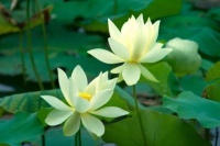 真诚清静，一心称念南无阿弥陀佛