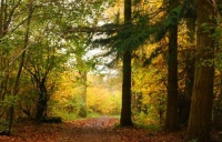 俗语：“老树怕盘，烈女怕缠”，说的啥意思？老祖宗的经验之谈