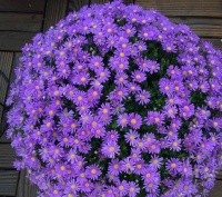 养花选这种，比绿萝还好养，丢进花盆就能活，四季开花爆盆