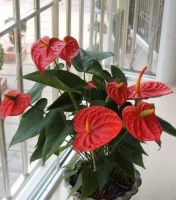 养花选它，比绿萝还好养，花色喜庆，四季有花开，是盆栽佳品