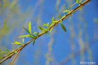 诗歌：百年回音 ——读《泰戈尔诗集》