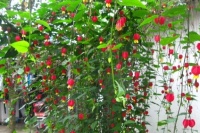 别养绿萝吊兰了，此花更漂亮又好养，四季开花不断，阳台变花海