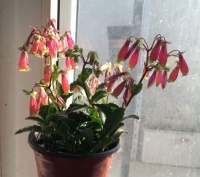 别养绿萝吊兰了， 此植物花型奇特，花期长观赏性强，是盆栽佳品