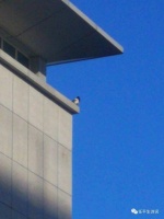 「专栏」任平生作品赏析：《全国第一产粮大县—滑县即景》