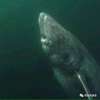 罗西：有生之年，全凭缘分｜名家阅读