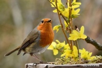 大洋诗歌：我如一滴水的透明而浪涛澎湃