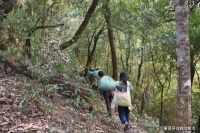 【锦地茶业发展历程（二）】2009•进山