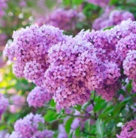 香气四溢的几款花卉，全年开花不停，养在家中香飘满屋