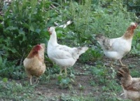 俗语：“老牛吃嫩草”，下一句更经典，成大事者都明白其中深意