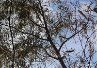 同一轮月儿下，想象着一缕桔黄色的光