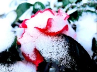 七律 元旦遐想（外二首）