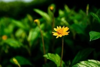 文学小说《都市放牛》：残秋菊暗枯