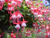 开花最香的4种花，家里养一盆，花朵硕大，满室馨香