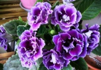 几款花卉最适合新手养殖，花大色艳，养在家中香飘满屋