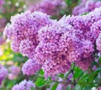 4种花超漂亮，开起花来拦不住，美不胜收