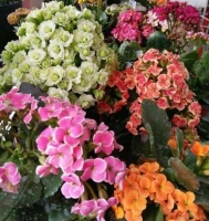 4种花卉耐旱又耐晒，开出花朵大又美，邻居看着都羡慕