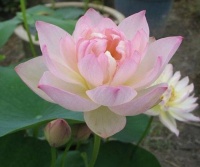 几种植物，开花特漂亮，随便养都能活，阳台开出花海