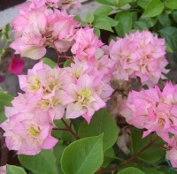 好活易爆盆，满树都是花朵，几种花卉冬天一样美美的