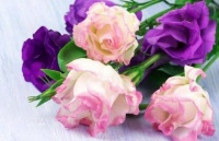 4种花好养易活，开花漂亮爱爆盆，一养就上瘾