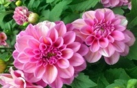 冬天家养花选此款，花期长花量大，花色鲜艳，一开就是一大片