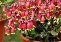 4种花号称淑女花，清秀婉约，四季繁花似锦，惹人喜爱