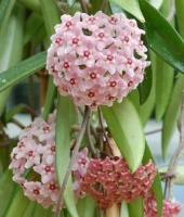 4种花超受欢迎的，一年四季成花海，家里天天都有花赏