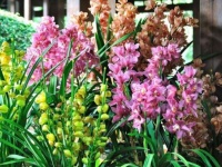 4种花超好养的，不浇水也能爆盆，全年开花不断，花大色艳