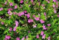 4种花现在养刚刚好，夏天开花很漂亮，开成一片花海