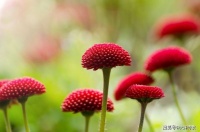 大洋诗歌：不以朋友身份去爱你