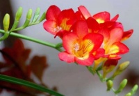 4种花养在家里，开花爆盆很漂亮，越养越喜欢，颜值超高的