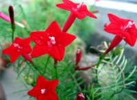 4种花很漂亮，好养易活能爆盆，开花漂亮花期长