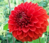 适合庭院养护的4种花，美不胜收，清新浪漫