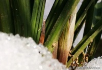 零下8度，兰花会受影响吗？3种情况下没有问题