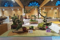 @贵阳人 元旦假期，这场盆景展值得一看！