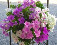 适合懒人小白养护的花卉，不浇水才能爆盆，对阳光需求少，超好养