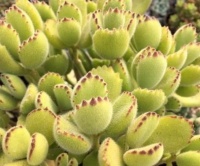 养多肉熊童子，做好4件事，养成小老桩，长出粉嘟嘟的熊爪爪！