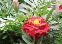 冬天就养这些花，漂亮又好养，春天开最旺