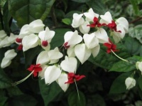 阳台养花就选4种，一开就是大半年，家里变成小花园