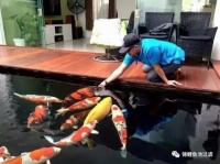 那个，遇到一个爱养锦鲤的男人，不妨就嫁了吧