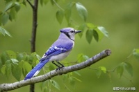 大洋诗歌：除了冻僵的翅膀，我不知道谁能听见我的声音？