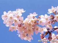 古语“半饥半饱桃花色，死吃猛涨菊花黄”，老祖宗说的有道理吗？