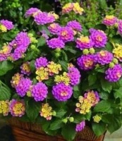 此几款超级好养，花开一茬一茬，花朵烂漫美极了