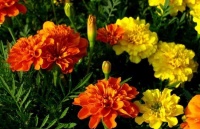 几款小花，花开繁盛花香怡人，阵阵花香，惹人喜爱