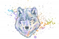 董师爷 狼王会是是什么