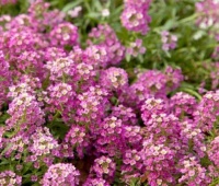 此几款花卉，花大色艳很漂亮，开花勤爱爆盆