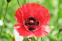 4种花花美似玫瑰花，一年四季开花，很最受欢迎