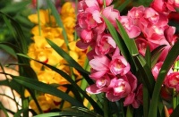 适合冬季养的花，好活易爆盆，一开就是200天，满树都是花朵